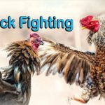 How to Bet Fun88 Cock Fighting – Virtual Sports – ₹100 Bonus